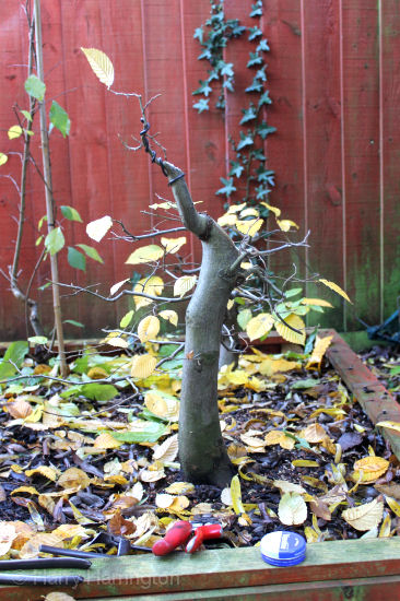 hornbeam bonsai